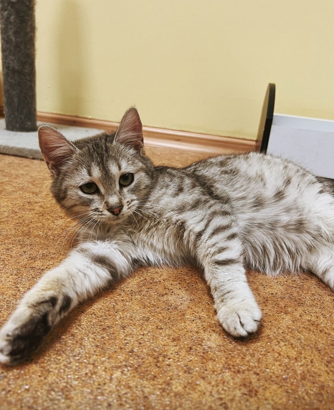 Нашла дом